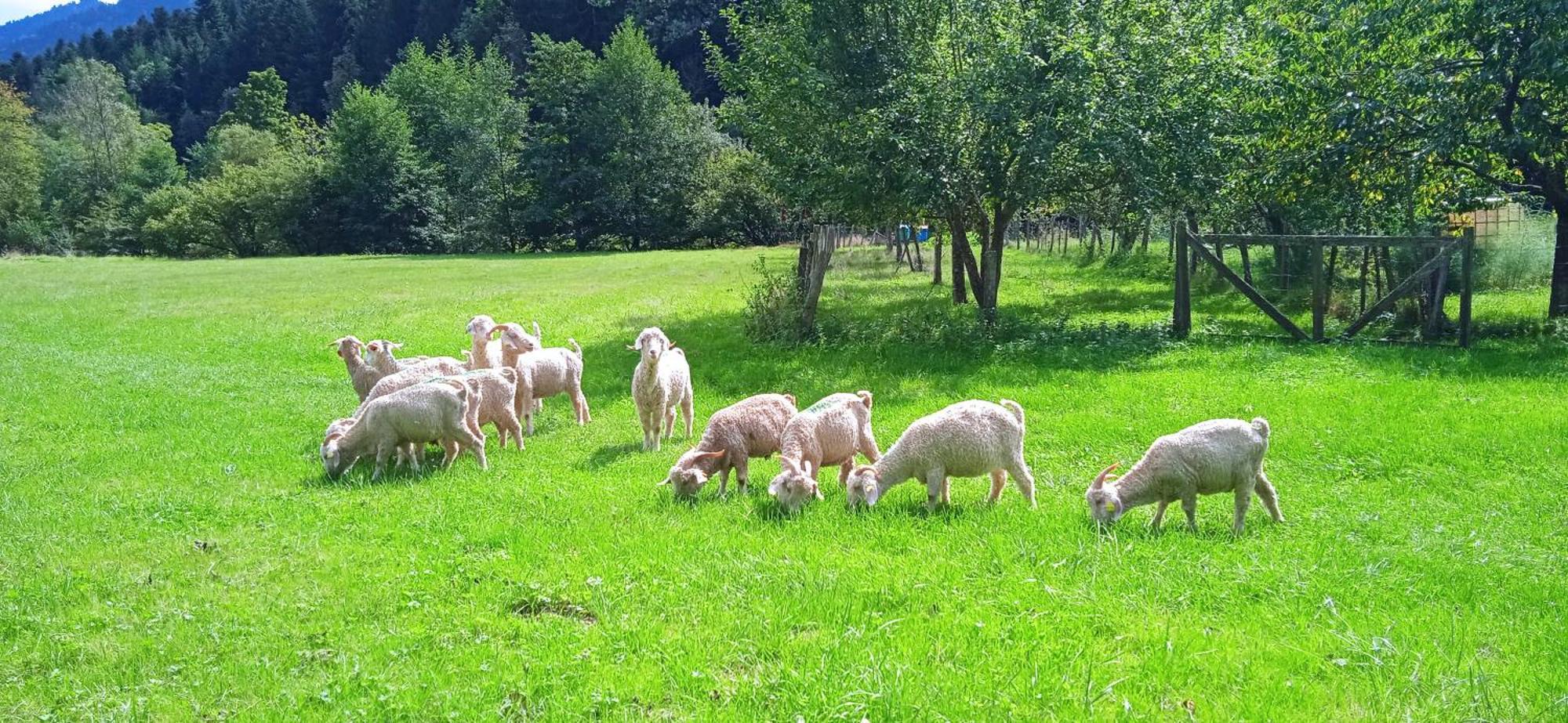 Au Mohair Des Alpy Fougax-et-Barrineuf Екстериор снимка